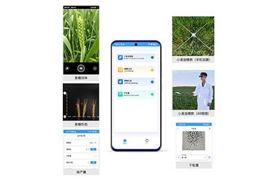 巴南区小麦亩穗数分析仪IN-XM02